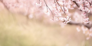 春风吹我裙摆究竟是什么歌?