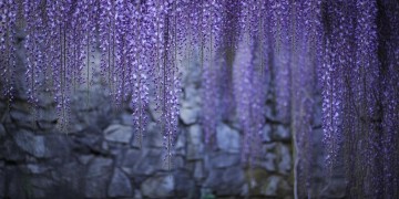 紫藤花究竟是何时问世的歌曲？