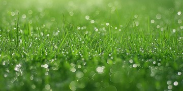 地上长着小青草出自哪首歌？