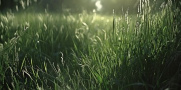 吹来了影子究竟是哪首歌？