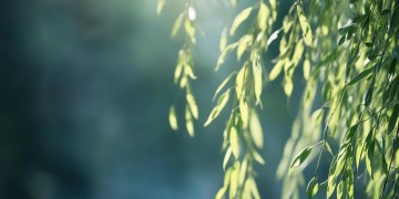 柳岩的歌究竟是什么风格？