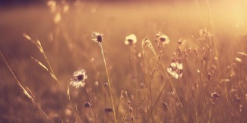 早已经变黑出自哪首歌？