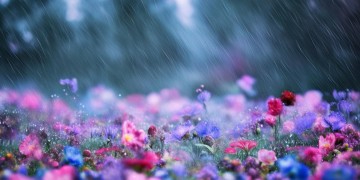 谁画出梦开在雨天究竟是哪首歌？