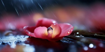 我那个小雨花究竟是哪首歌？