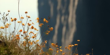 悬崖上的花究竟是哪首歌？