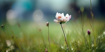 一朵小花花出自哪首歌？