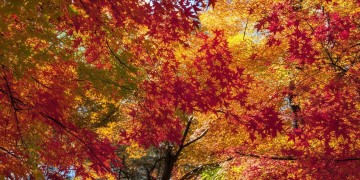 五颜六色的枫叶出自哪首歌？