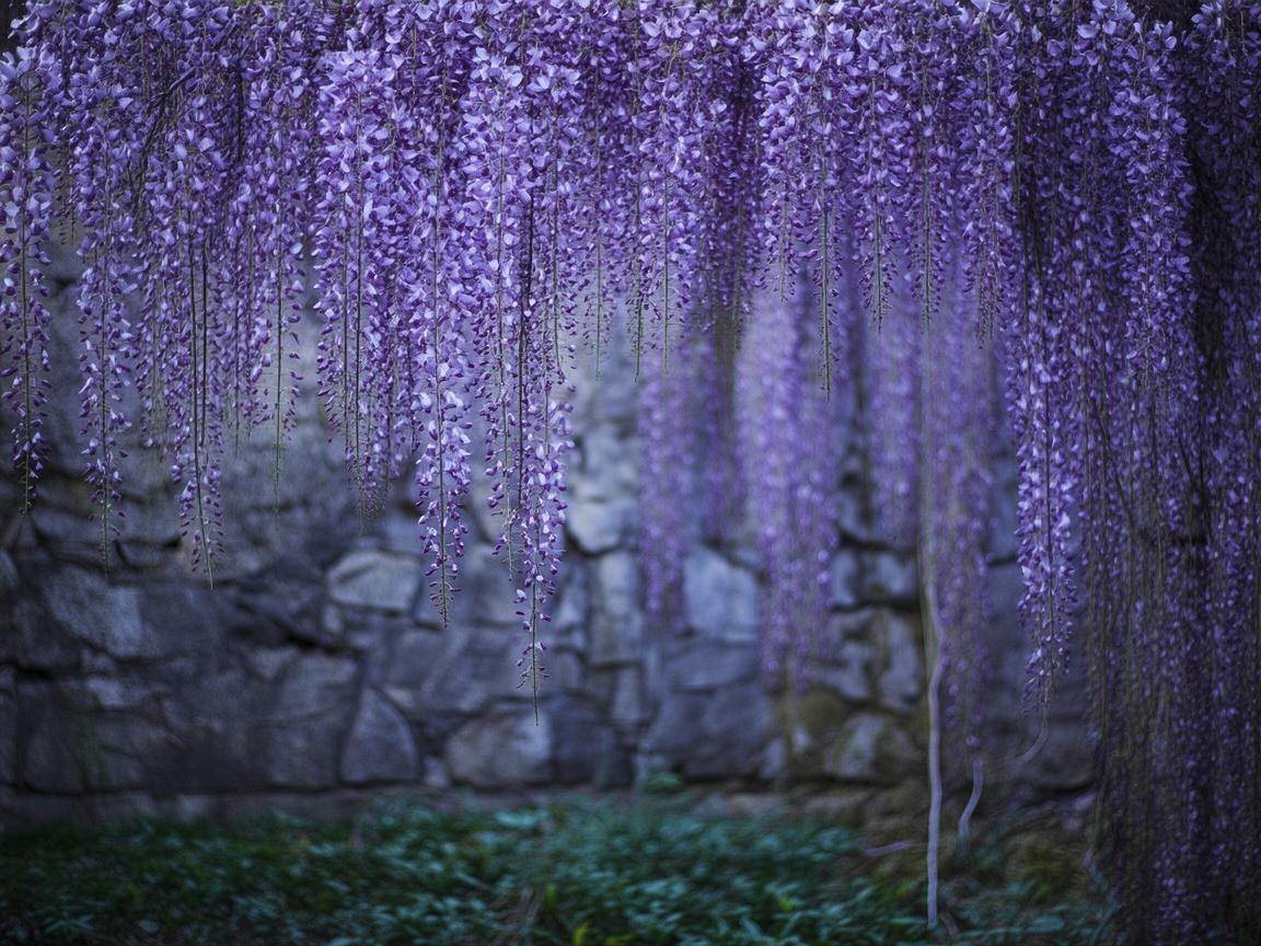 紫藤花究竟是何时问世的歌曲？
