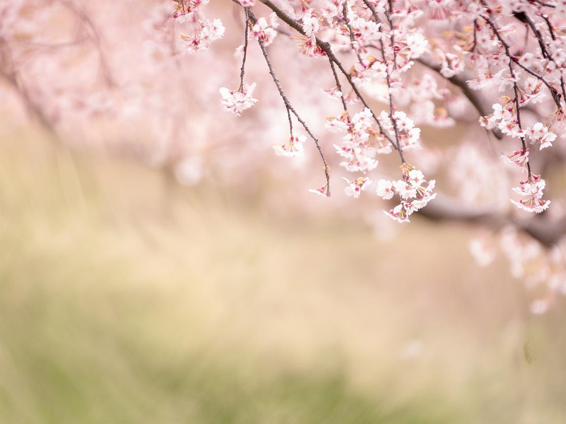 春风吹我裙摆究竟是什么歌? 春风吹我裙摆究竟是什么歌?